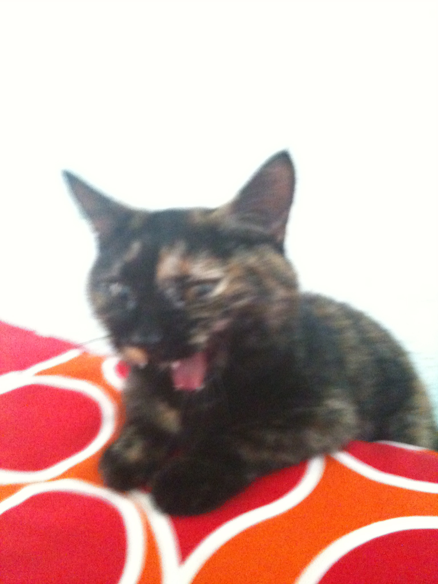 yaaaaawn